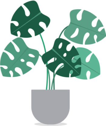 monstera monstera